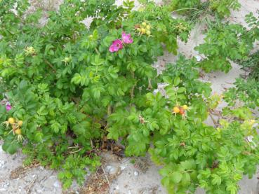 Gesamtbild der Rosa rugosa