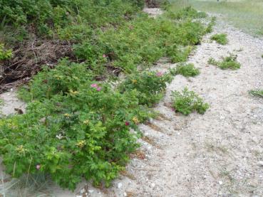 Ein möglicher Standort der Kartoffelrose (Rosa rugosa)