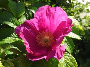 Rosa Blüte von Rosa rugosa