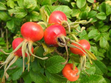 Kartoffelrose - rote, kugelige Hagebutten