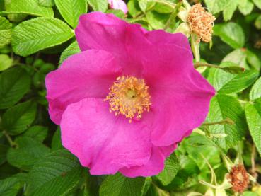 Pinke, duftende Blüte der Rosa rugosa