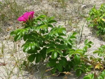 Rosablühende Kartoffelrose am Nordseestrand