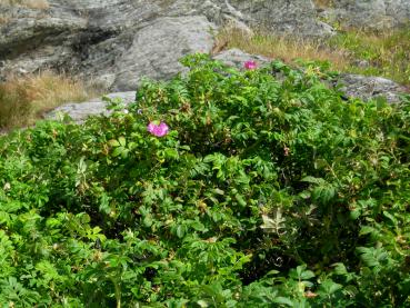 Die Kartoffelrose wächst auch auf sandigen, kargen Böden.