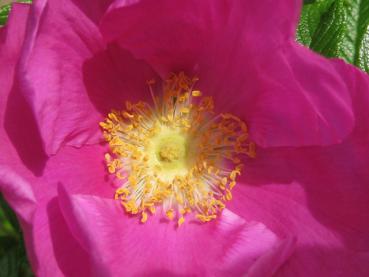 Rosa rugosa - pinke Blüten mit gelben Staubgefäßen