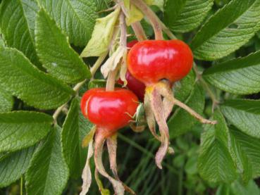 Runde, rote Hagebutten der Kartoffelrose, auch Sylter Rose