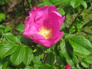 Pinke Kartoffelrose, auch Sylter Rose