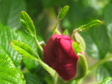 Die rosa Knospe der Sylter Rose