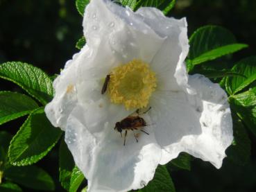 Rosa rugosa Alba - Weißblühende Kartoffelrose