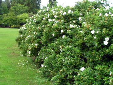 Freiwachsende Hecke aus Rosa rugosa Alba