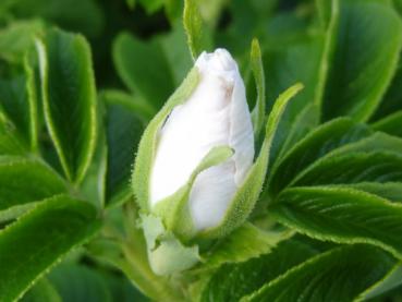 Weiße Blütenknospe von Rosa rugosa Alba