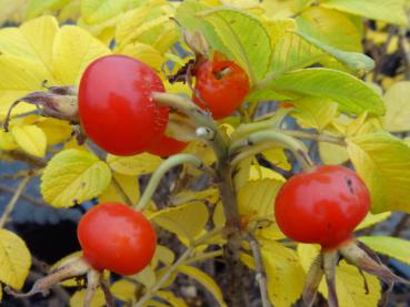 Rosa rugosa Alba mit gelbem Herbstlaub und Hagebutten