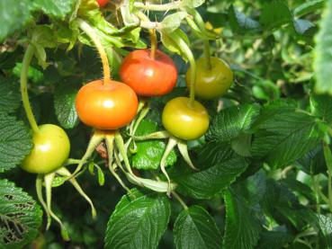 Rote runde Hagebutten der Rosa rugosa alba