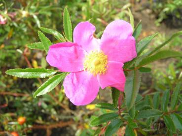 Böschungsrose - Rosa rugotida