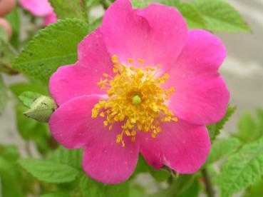 Prärierose - pinkblühende Wildrose