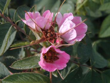 Rosa Blüte der Apfelrose