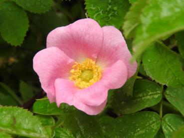 Einfache rosa Blüte der Rosa pomifera