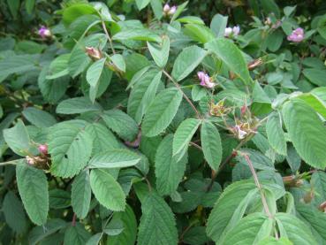 Verblühte rosa Blüten und Blätter - die Apfelrose