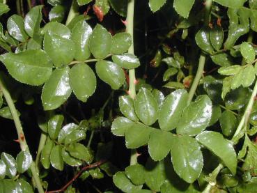 Halbimmergrüne Kletterrose - glänzende Blätter