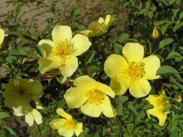 Gold-Rose - Rosa hugonis