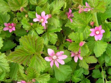 Rubus arcticus - Ackerbeere, Allackerbeere