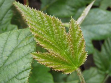 Rubus calycinoides Kenneth Ashburner