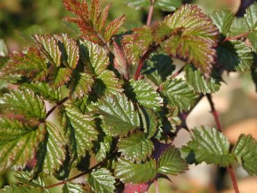 Blauholzige Brombeere - Rubus cockburnianus