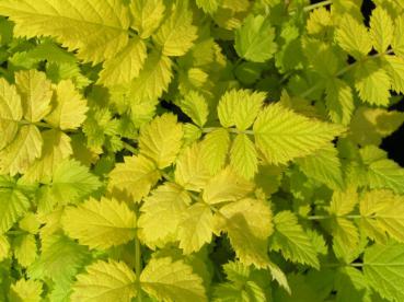 Blauholzige Brombeere Golden Vale - Rubus cockburnianus Golden Vale