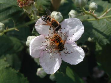 Wilde Brombeere - Rubus fruticosus