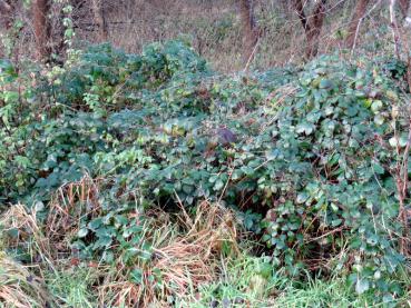 Brombeeren bilden undurchdringliche Dickichte und bieten Unterschlupf für viele Tierarten