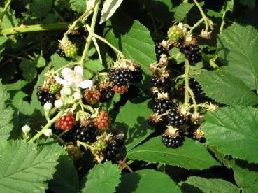 Rubus fruticosus - im September erscheinen die beliebten Brombeeren.