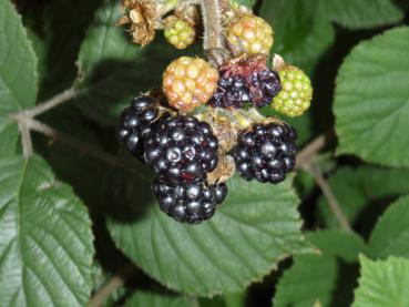 Schwarze, leckere Brombeeren - die Wilde Brombeere