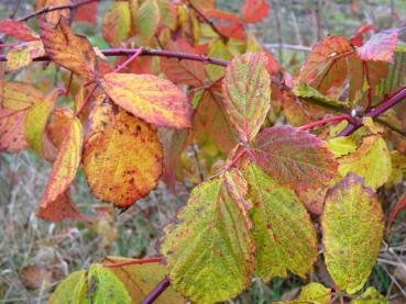 Durchaus ein schöner Herbstfärber: die wilde Brombeere
