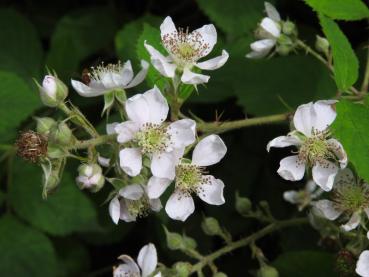 Nahaufnahme der weißen Blüte von Rubus fruticosus