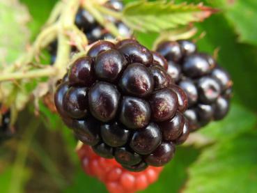 Leckere Wildfrucht - die Brombeere