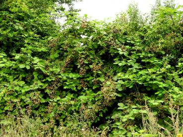 Eine Brombeerhecke in der Natur