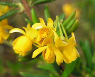 Berberis stenophylla - Dotterberberitze