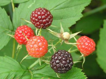 Rubus occidentalis - Schwarze Himbeere