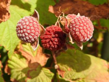 Rote Beeren der Rubus odoratus