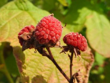 Rote Früchte der Rubus odoratus