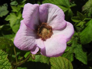 Geöffnete rosa Blüte der Zimthimbeere