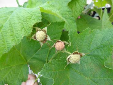 Das sehr große Blatt der Zimthimbeere mit noch unreifen Früchten