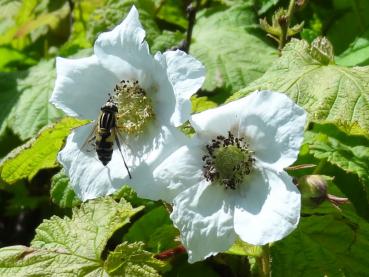 Die großen weißen Blüten des Rubus parviflorus locken Insekten an.