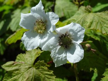 Die weiße Blüte der Zimthimbeere (Rubus parviflorus)