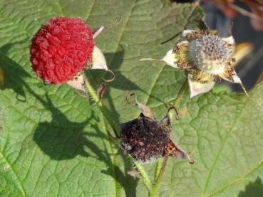 Rote Früchte von Rubus parviflorus