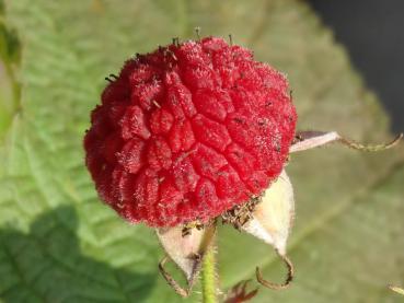 Rubus parviflorus: rote Frucht