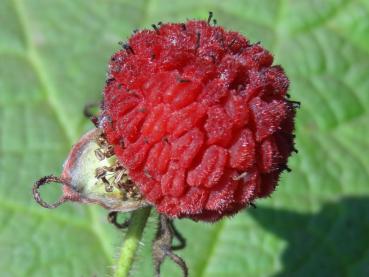 Rubus parviflorus mit essbarer Frucht