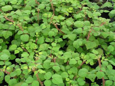 Rubus phoenicolasius