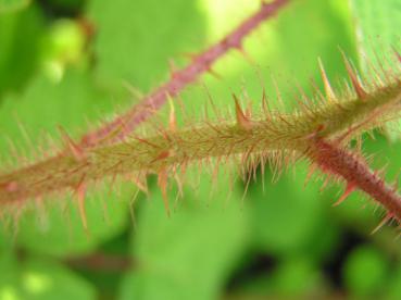 Stachelige Triebe der Japanischen Weinbeere