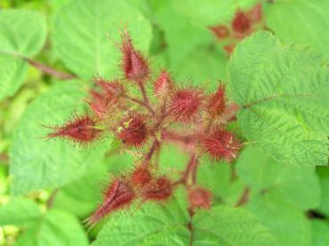 Weinbeere - stachelige Knospen