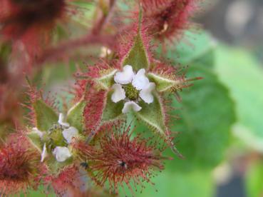 Kleine Blüten der Weinbeere